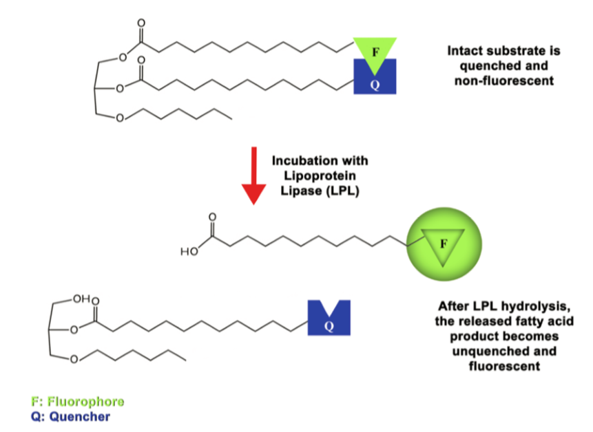 热销产品Lipoprotein Lipase (LPL) Activity Assay Kit (Fluorometric)