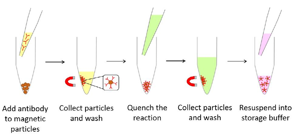 Magnetic Conjugation Kits 磁珠偶联试剂盒