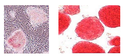 Cosmo Bio 精品推荐——Mebiol Gel®温敏水凝胶​