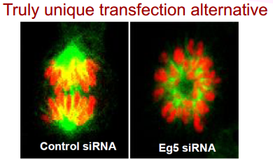Cosmo bio转染精品—— GenomONETM HVJ‐E Transfection Kits