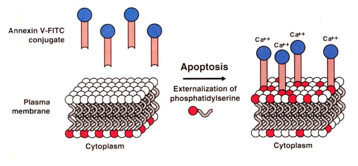 细胞凋亡(Apoptosis)检测试剂盒 细胞凋亡(Apoptosis)检测试剂盒