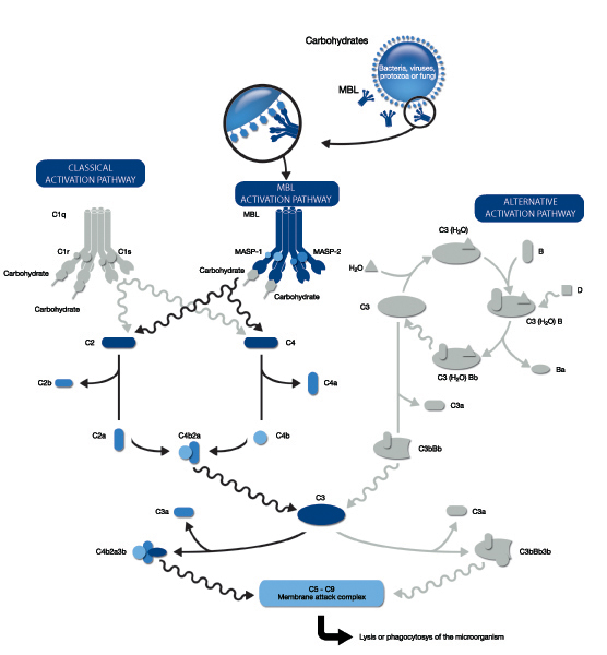 甘露糖结合凝集素MBL ELISA试剂盒