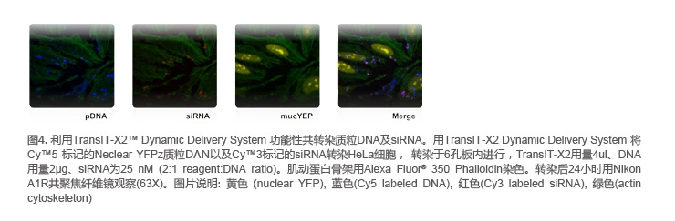 高效、低毒、广谱性转染试剂荟萃