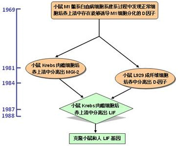 LIF(白血病抑制因子)的前世今生 LIF(白血病抑制因子)的前世今生