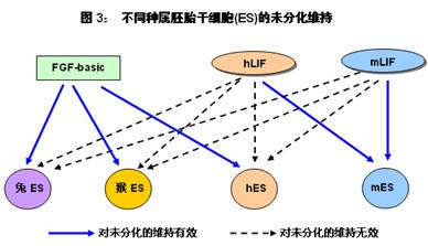 LIF(白血病抑制因子)的前世今生