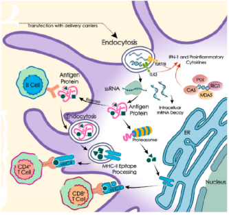 TriLink（CleanCap®Reagent AG）助力美国辉瑞COVID-19 mRNA疫苗生产