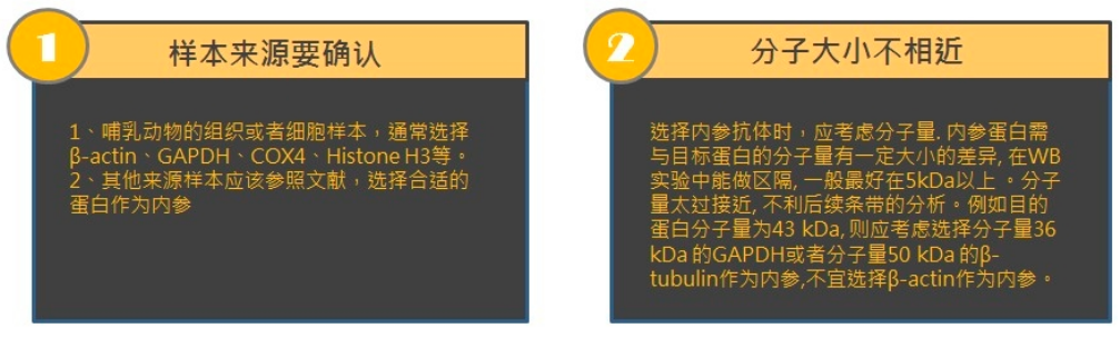 如何挑选内参抗体