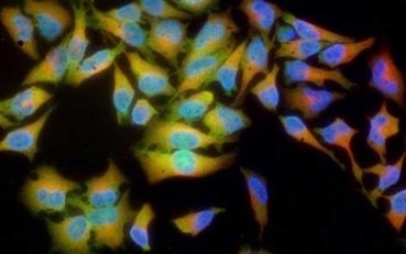 Bio-rad热销细胞活性检测产品介绍