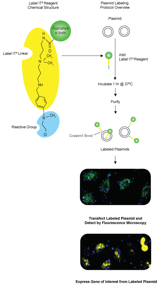 Label IT® Tracker™ Intracellular Nucleic Acid Localization Kits产品介绍