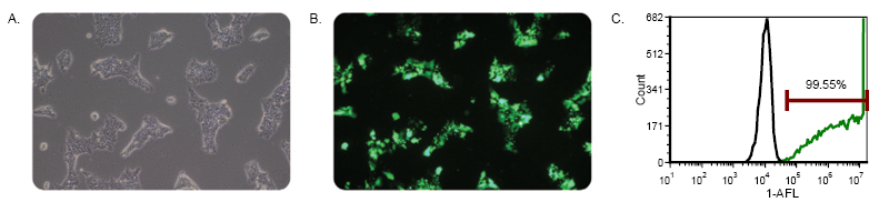 TransIT®-LT1 Transfection Reagent产品介绍