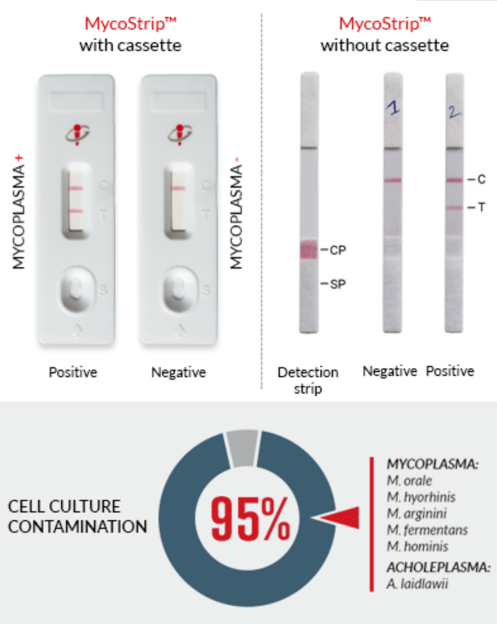 MycoStrip™支原体检测试剂-为您的细胞保驾护航