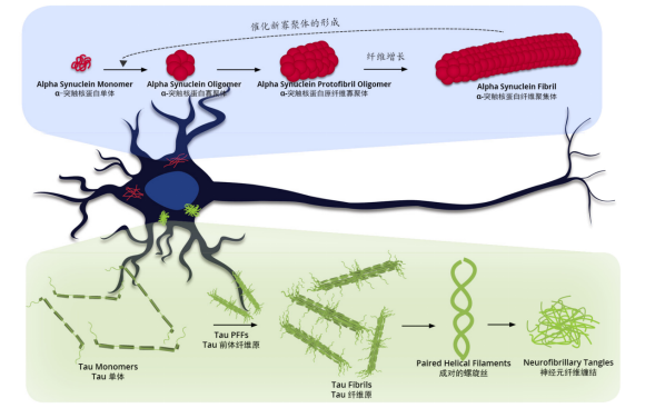 神经退行性疾病研究相关抗体