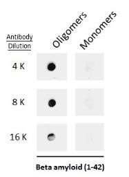 构象特异性Aβ42抗体