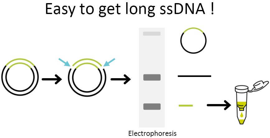 Funakoshi预染RNA marker