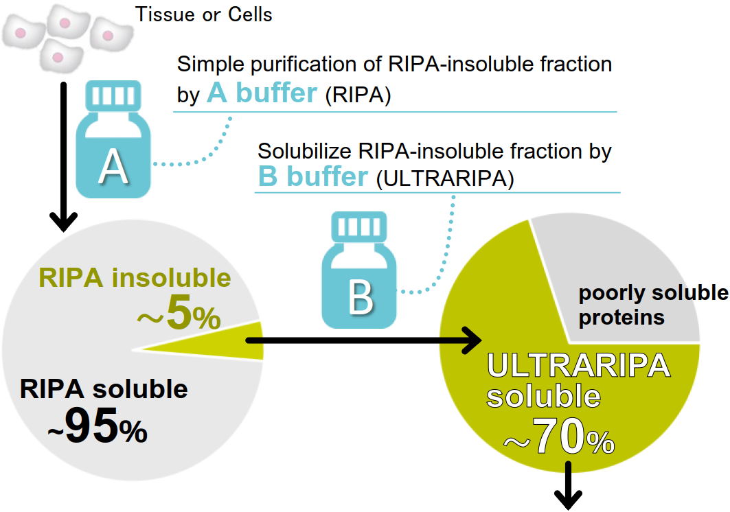 Funakoshi预染RNA marker