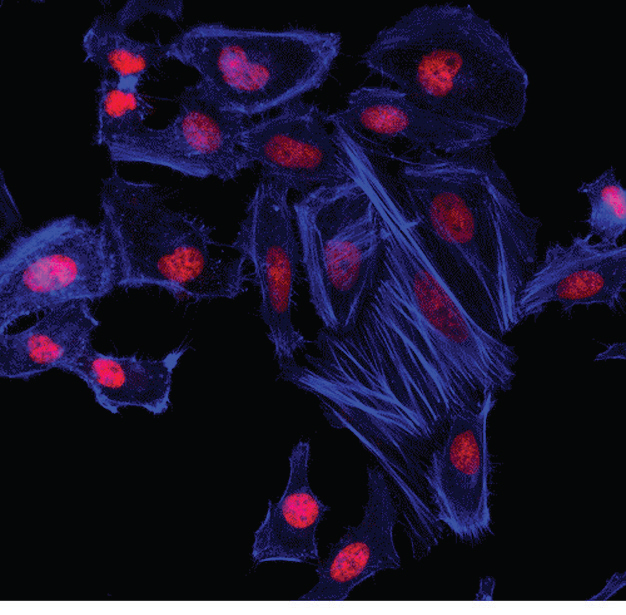 Fluorescent Probes(荧光探针)—cayman品牌推荐 Fluorescent Probes(荧光探针)—cayman品牌推荐
