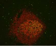 Vector® True VIEW™ Autofluorescence Quenching Kit