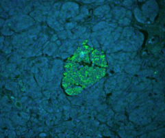 Vector® True VIEW™ Autofluorescence Quenching Kit