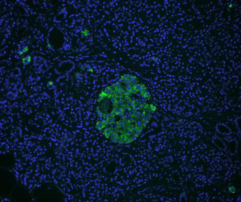 Vector® True VIEW™ Autofluorescence Quenching Kit