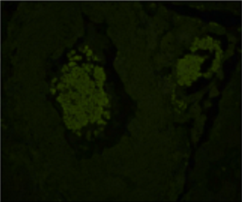 Vector® True VIEW™ Autofluorescence Quenching Kit