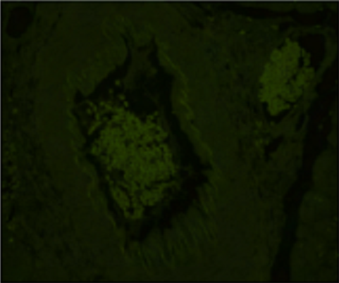 Vector® True VIEW™ Autofluorescence Quenching Kit