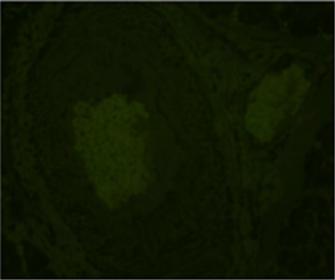 Vector® True VIEW™ Autofluorescence Quenching Kit