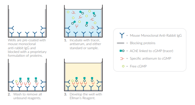 环GMP酶联免疫吸附测定试剂盒（Cyclic GMP ELISA Kit），Cayman热销产品