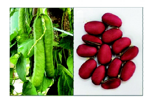 一文了解伴刀豆球蛋白A (Concanavalin A)