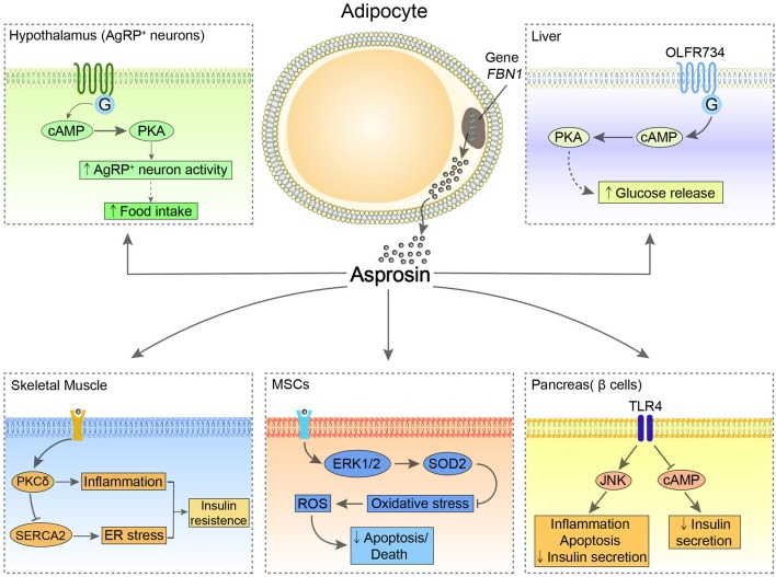 New！ Adipogen 新品-Asprosin (human) ELISA Kit