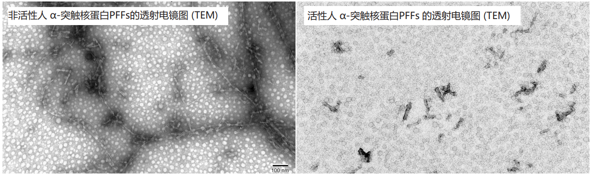 Alpha 突触核蛋白前体纤维原 (PFFs)