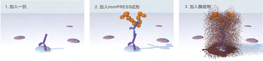 多聚物(Polymer-Based)检测系统
