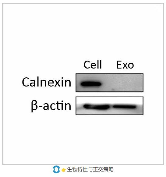 抗体五大支柱验证