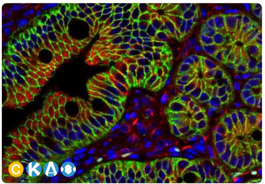 钙粘蛋白E研究的新型抗体