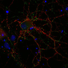 Synaptic Systems热销产品——Synaptic Systems VGLUT 1 Synaptic Systems热销产品——Synaptic Systems VGLUT 1