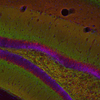 Synaptic Systems热销产品——Synaptic Systems VGLUT 1 Synaptic Systems热销产品——Synaptic Systems VGLUT 1