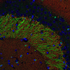 Synaptic Systems热销产品——Synaptic Systems VGLUT 1 Synaptic Systems热销产品——Synaptic Systems VGLUT 1